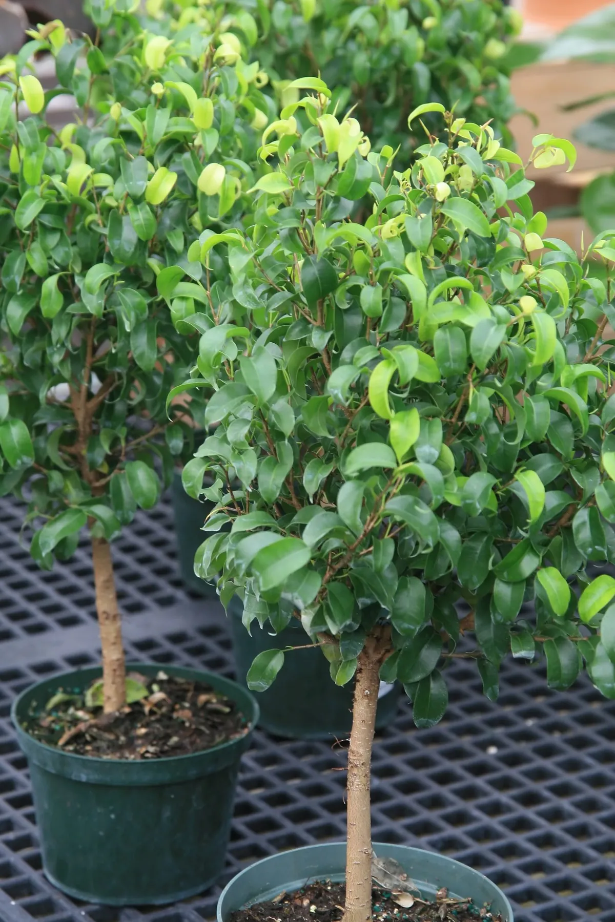 Ficus benjamina sur tige en pots de production, sur tablettes de serre