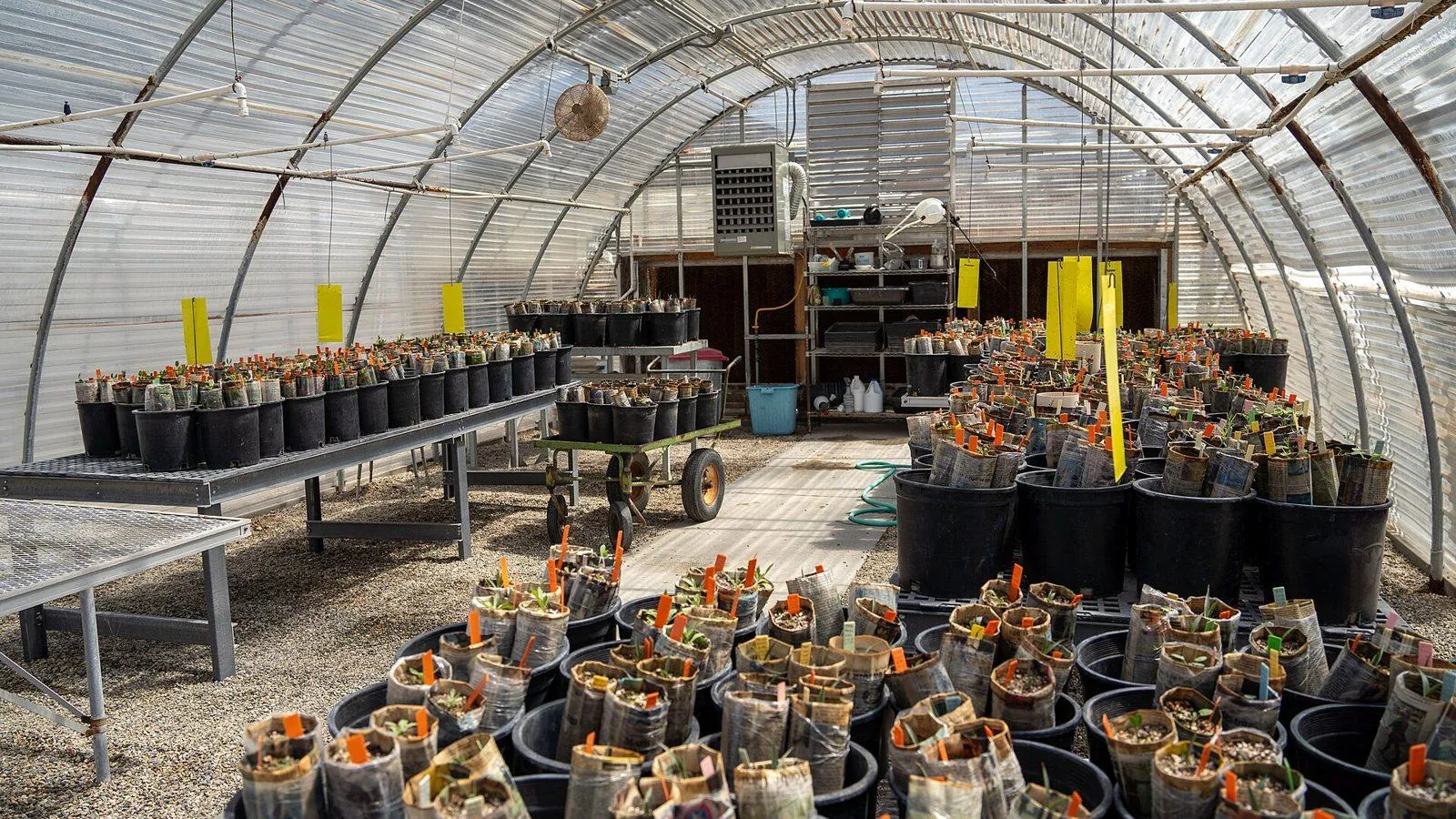 Plantes en pots sur les tables d'une serre de pépinière