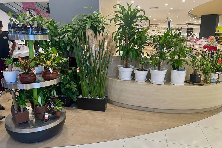Plantes d'intérieur