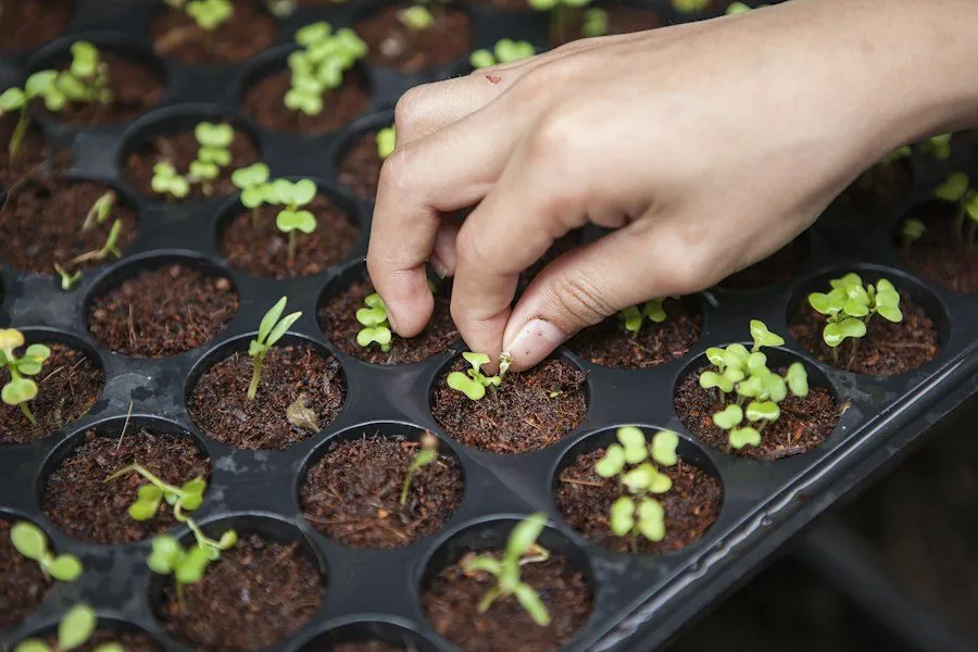 Plantes saisonnières en pots